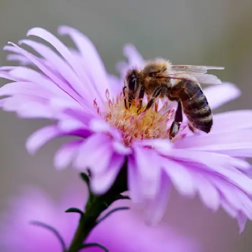 Bee pollinating flowers