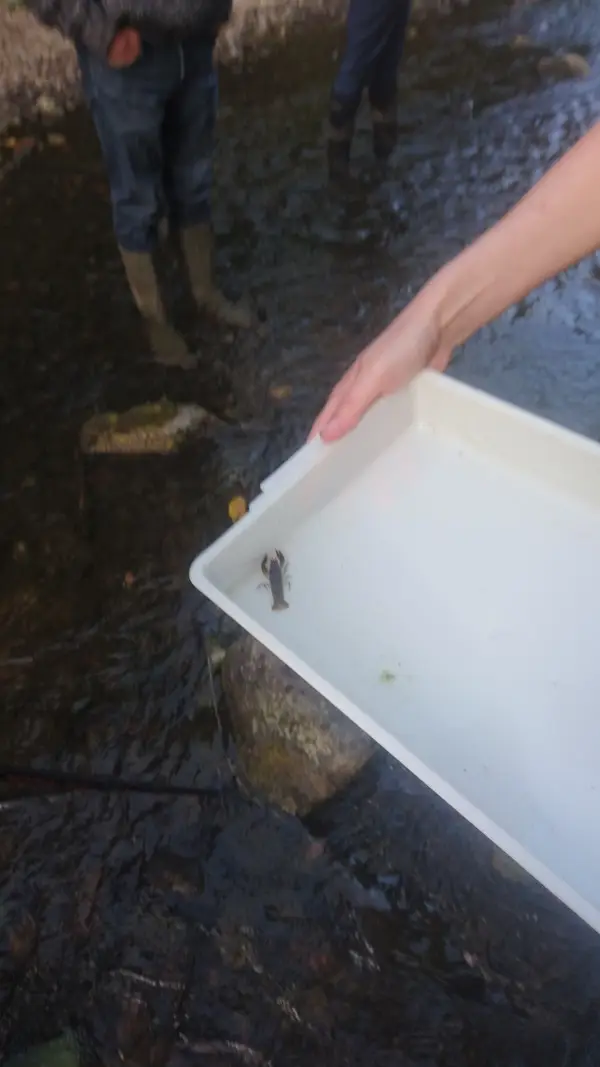 Climate Action Wansbeck event Investigating the White Tailed Crayfish - River Wansbeck - 2022