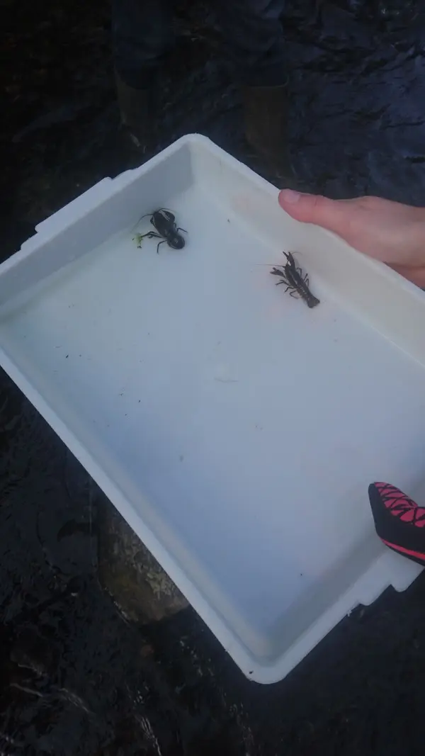 Climate Action Wansbeck event Investigating the White Tailed Crayfish - River Wansbeck - 2022