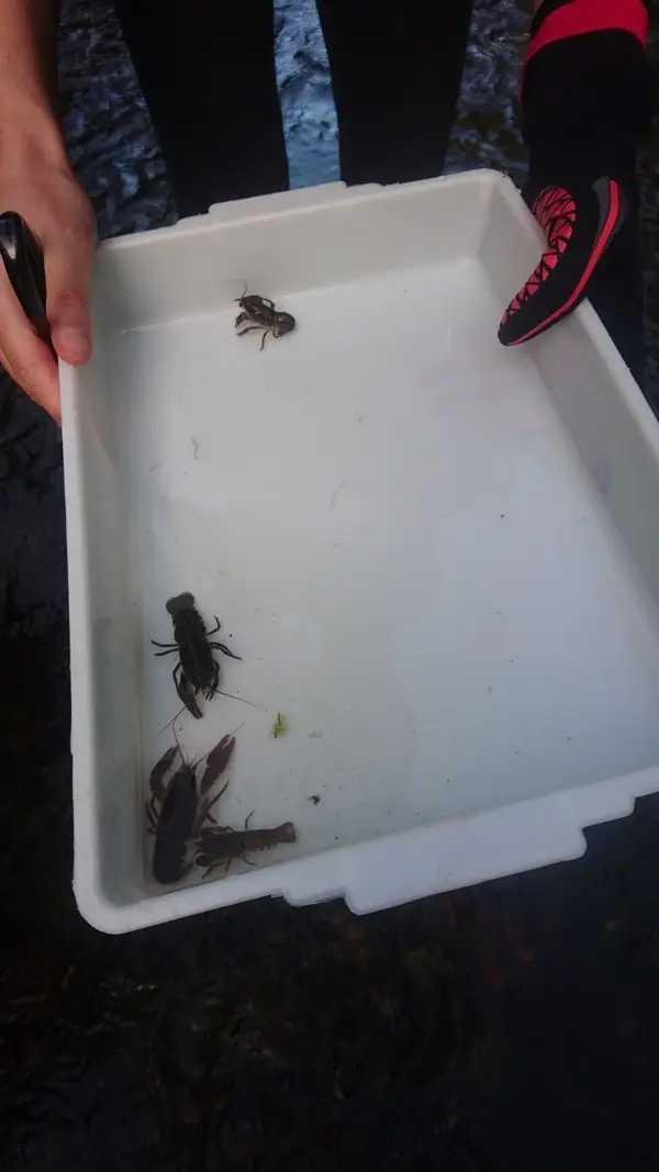 Climate Action Wansbeck event Investigating the White Tailed Crayfish - River Wansbeck - 2022