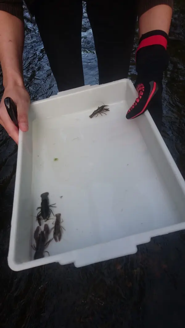 Climate Action Wansbeck event Investigating the White Tailed Crayfish - River Wansbeck - 2022