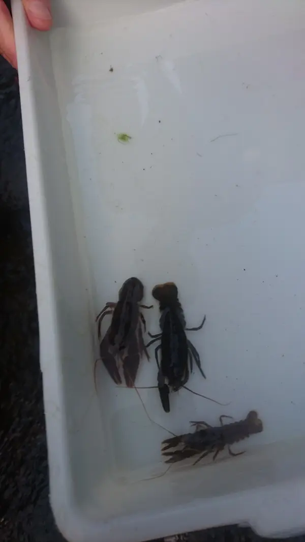 Climate Action Wansbeck event Investigating the White Tailed Crayfish - River Wansbeck - 2022