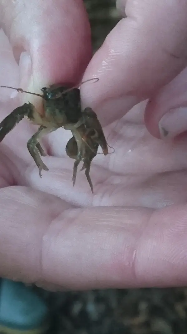 Climate Action Wansbeck event Investigating the White Tailed Crayfish - River Wansbeck - 2022