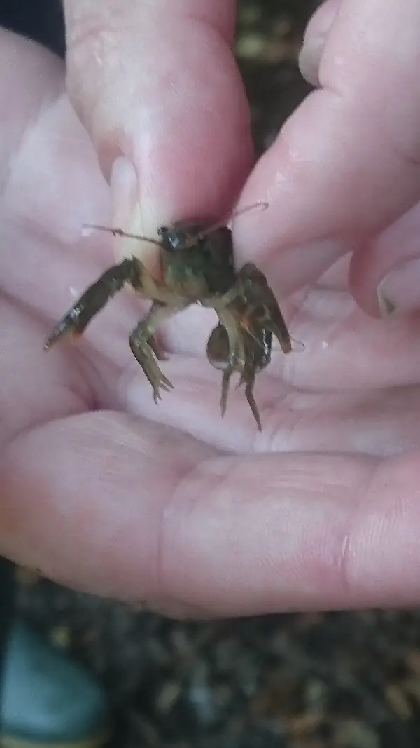 Climate Action Wansbeck event Investigating the White Tailed Crayfish - River Wansbeck - 2022