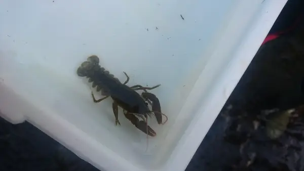 Climate Action Wansbeck event Investigating the White Tailed Crayfish - River Wansbeck - 2022